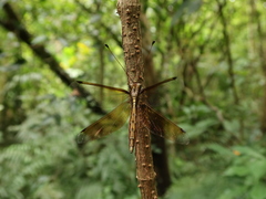 Acheron longus