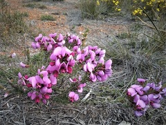 Gompholobium scabrum