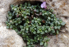 Chaenorhinum origanifolium crassifolium