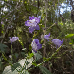 Strobilanthes cordifolia