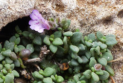 Chaenorhinum origanifolium crassifolium
