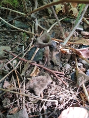 Craterellus
