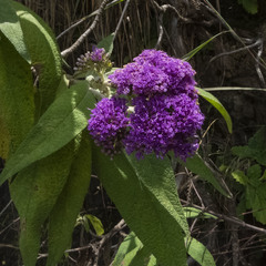 Callicarpa macrophylla