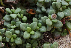 Chaenorhinum origanifolium crassifolium
