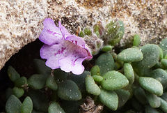 Chaenorhinum origanifolium crassifolium