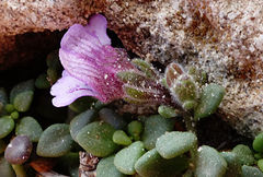 Chaenorhinum origanifolium crassifolium