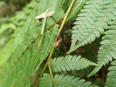 Cryptoderma formosense
