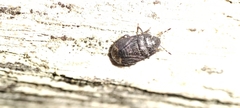 Ochetostethus pygmaeus