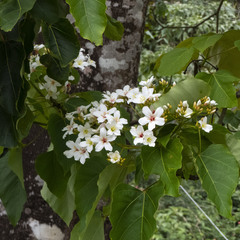 Vernicia montana