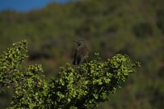 Cercotrichas coryphoeus coryphoeus
