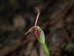 Pterostylis oblonga