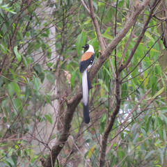 Dendrocitta leucogastra