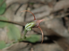 Pterostylis oblonga