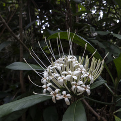 Pavetta indica