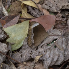 Mycalesis anaxias