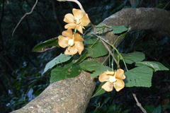 Dombeya tiliacea