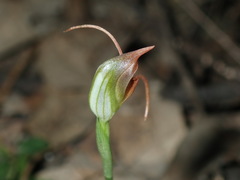 Pterostylis oblonga