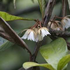 Elaeocarpus tuberculatus