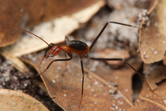Leptomyrmex rufithorax