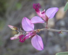 Polygala affinis