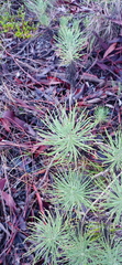 Euryops tenuissimus