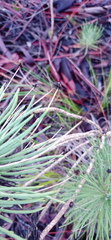 Euryops tenuissimus