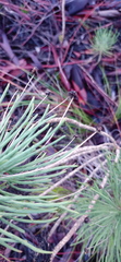 Euryops tenuissimus