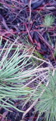 Euryops tenuissimus