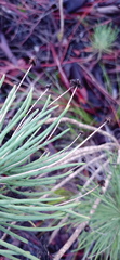Euryops tenuissimus