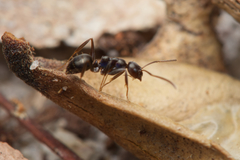 Prolasius