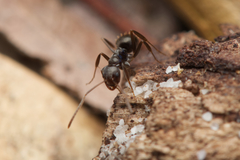 Prolasius