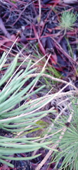 Euryops tenuissimus