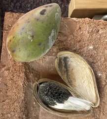 Leichhardtia australis