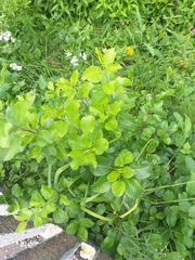 Pyrus ussuriensis