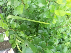 Pyrus ussuriensis