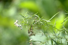 Achillea salicifolia