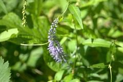Veronica spicata