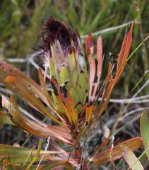 Protea longifolia