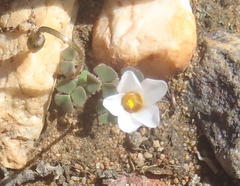 Oxalis punctata