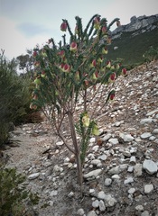 Pimelea physodes