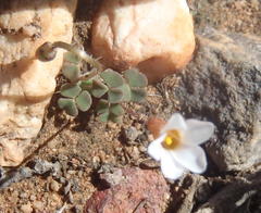 Oxalis punctata
