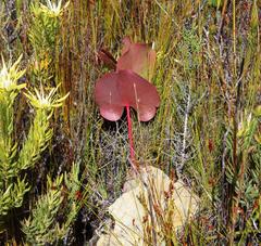 Protea cordata