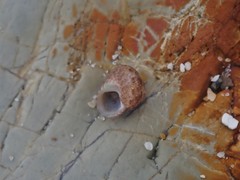 Eurytrochus strangei