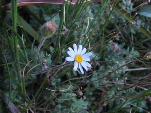 Formosa Felicia (Felicia tsitsikamae)