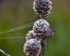 Caerostris corticosa
