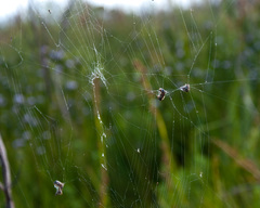 Caerostris corticosa