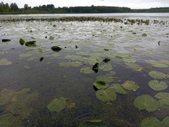 Nuphar lutea