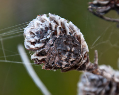 Caerostris corticosa