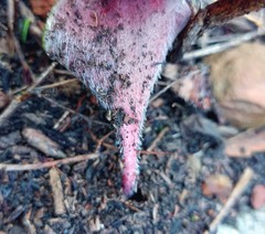 Eriospermum pubescens