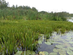 Stratiotes aloides